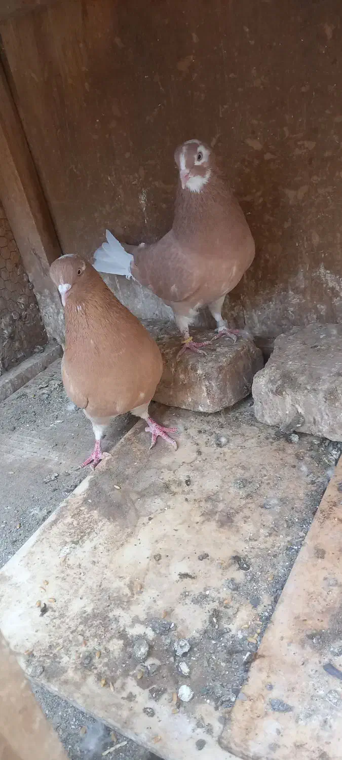 زردی|پرنده|قم, هفت تیر|دیوار