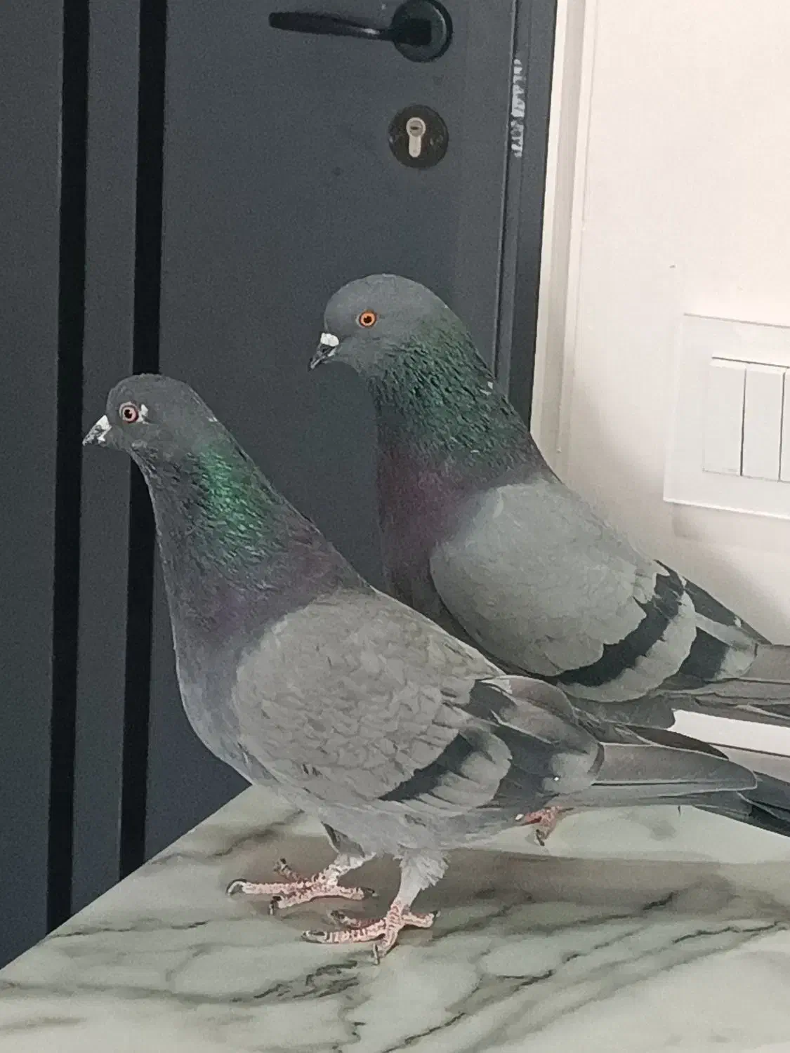 کبوتر  پرشی|پرنده|فردیس, شهرک ناز|دیوار