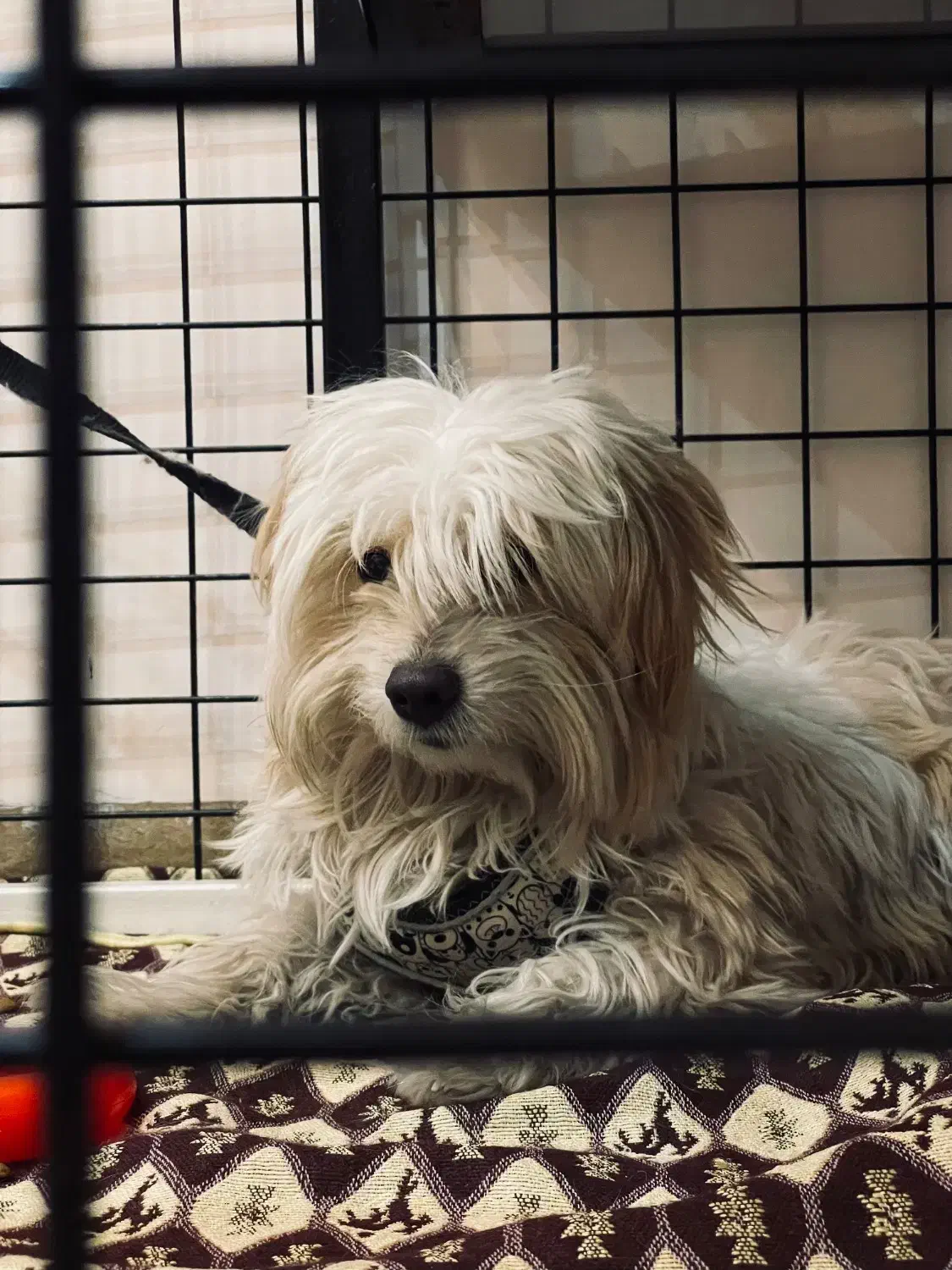 شیتزو|سگ|کرمان, |دیوار