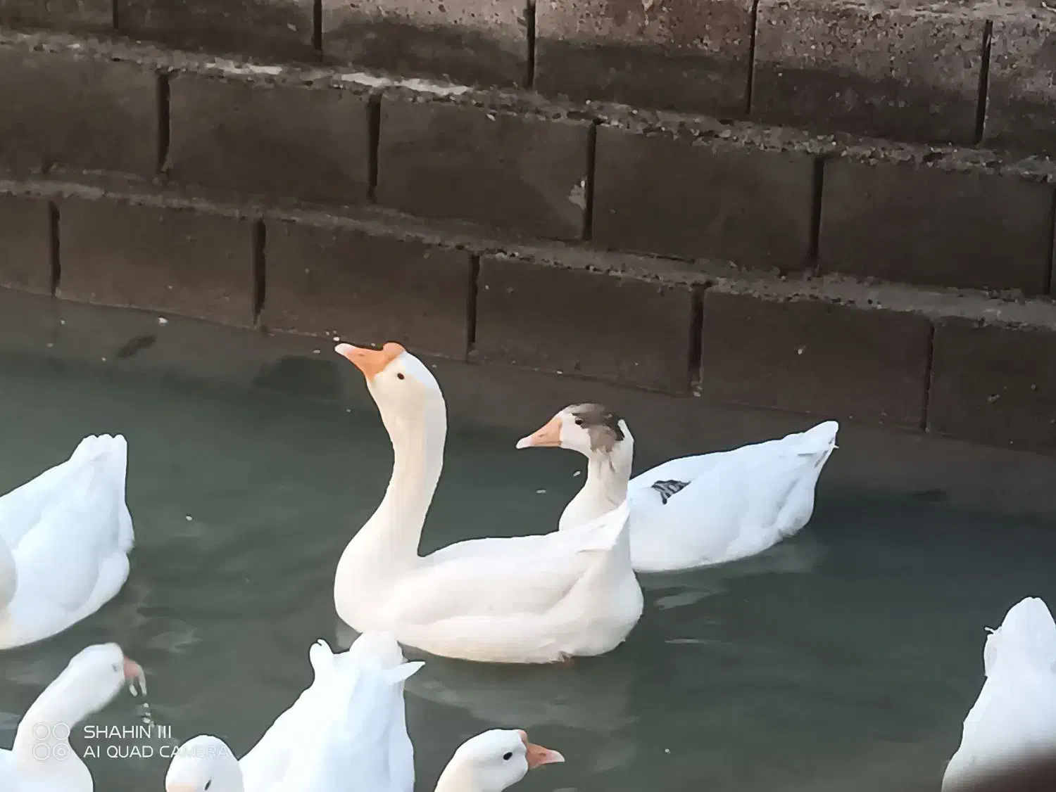 قو ، غاز ، مرغ ، تخم ، خوراک|حیوانات مزرعه|آبادان, |دیوار