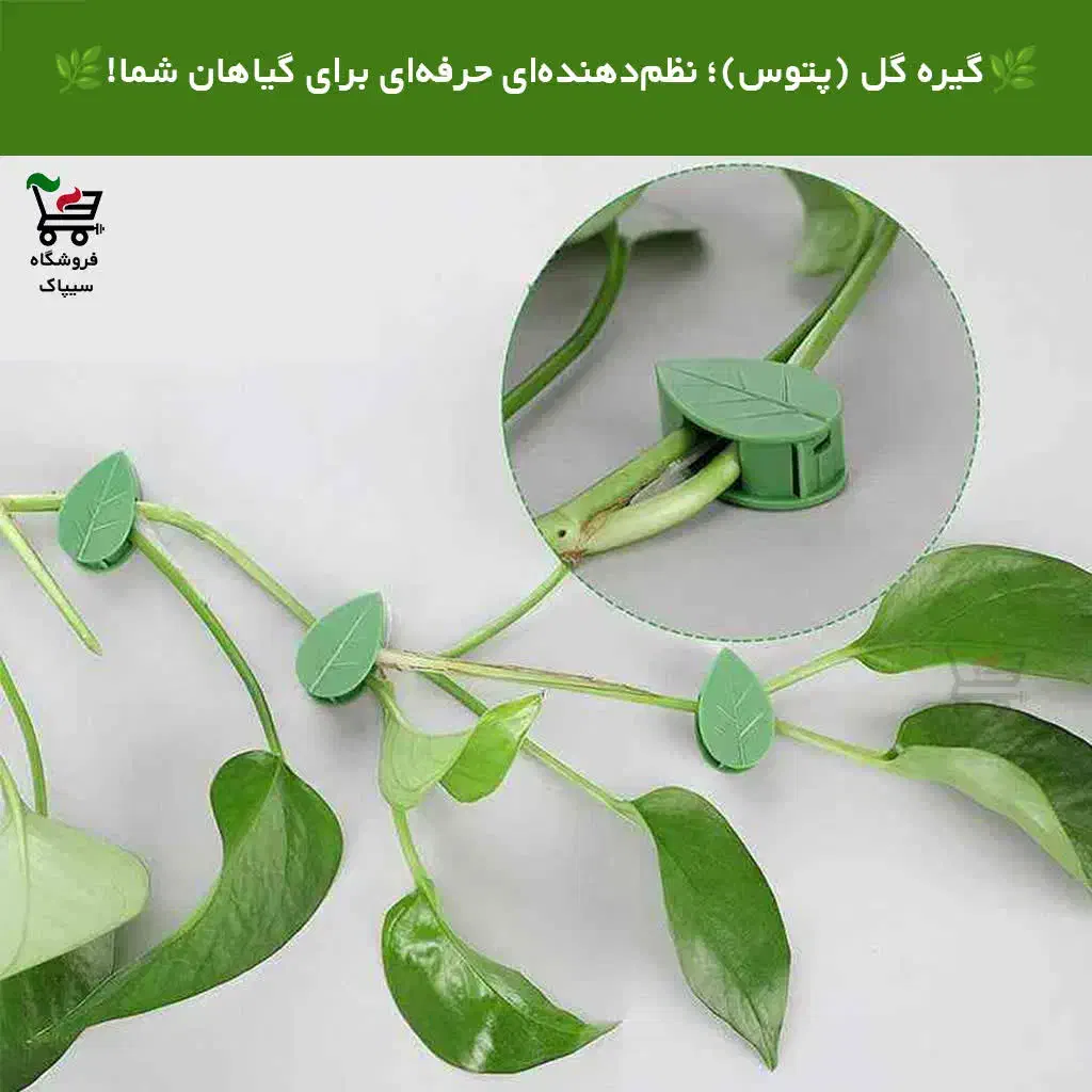 گیره نگهدارنده برگ (ارسال رایگان)|گل و گیاه طبیعی|قم, دروازه ری|دیوار