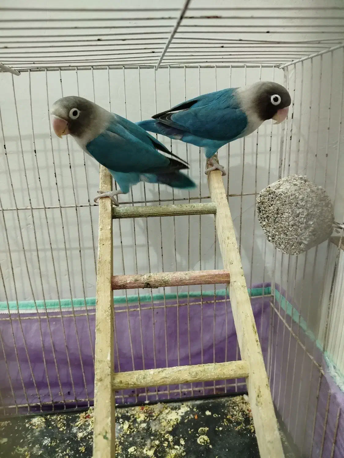 کوتوله|پرنده|آران و بیدگل, |دیوار