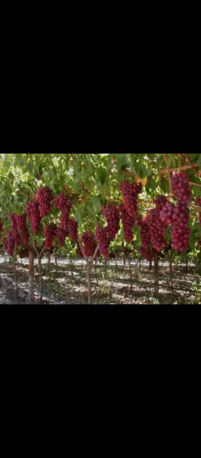 هرس ،احداث ومرتب سازی باغ ویلا|خدمات باغبانی و درختکاری|ارومیه, |دیوار