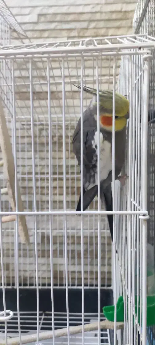 عروس هلندی|پرنده|نوشهر, |دیوار