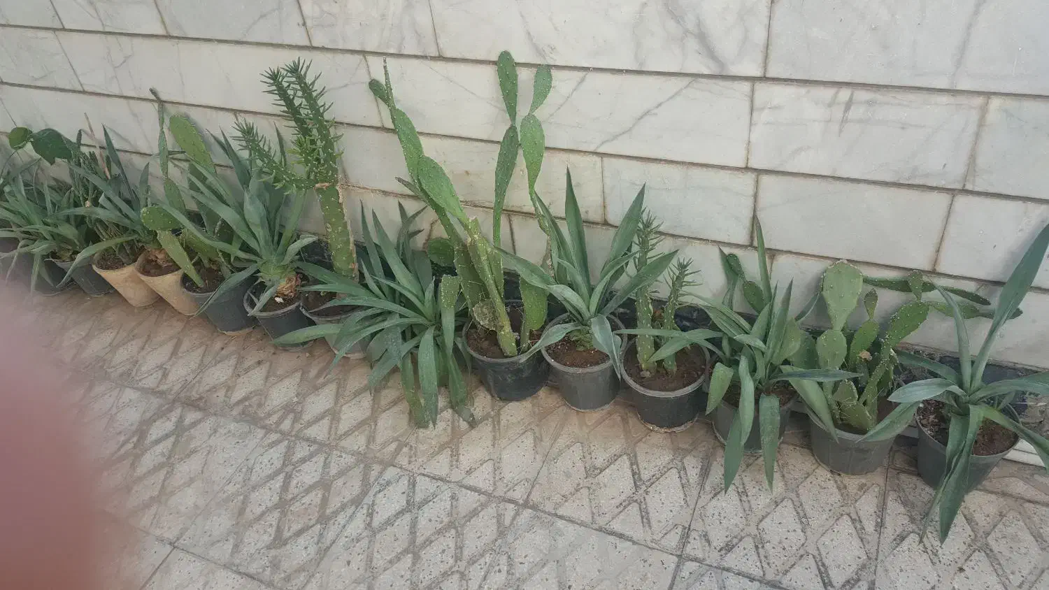 فروش گل|گل و گیاه طبیعی|شیراز, کیان شهر|دیوار