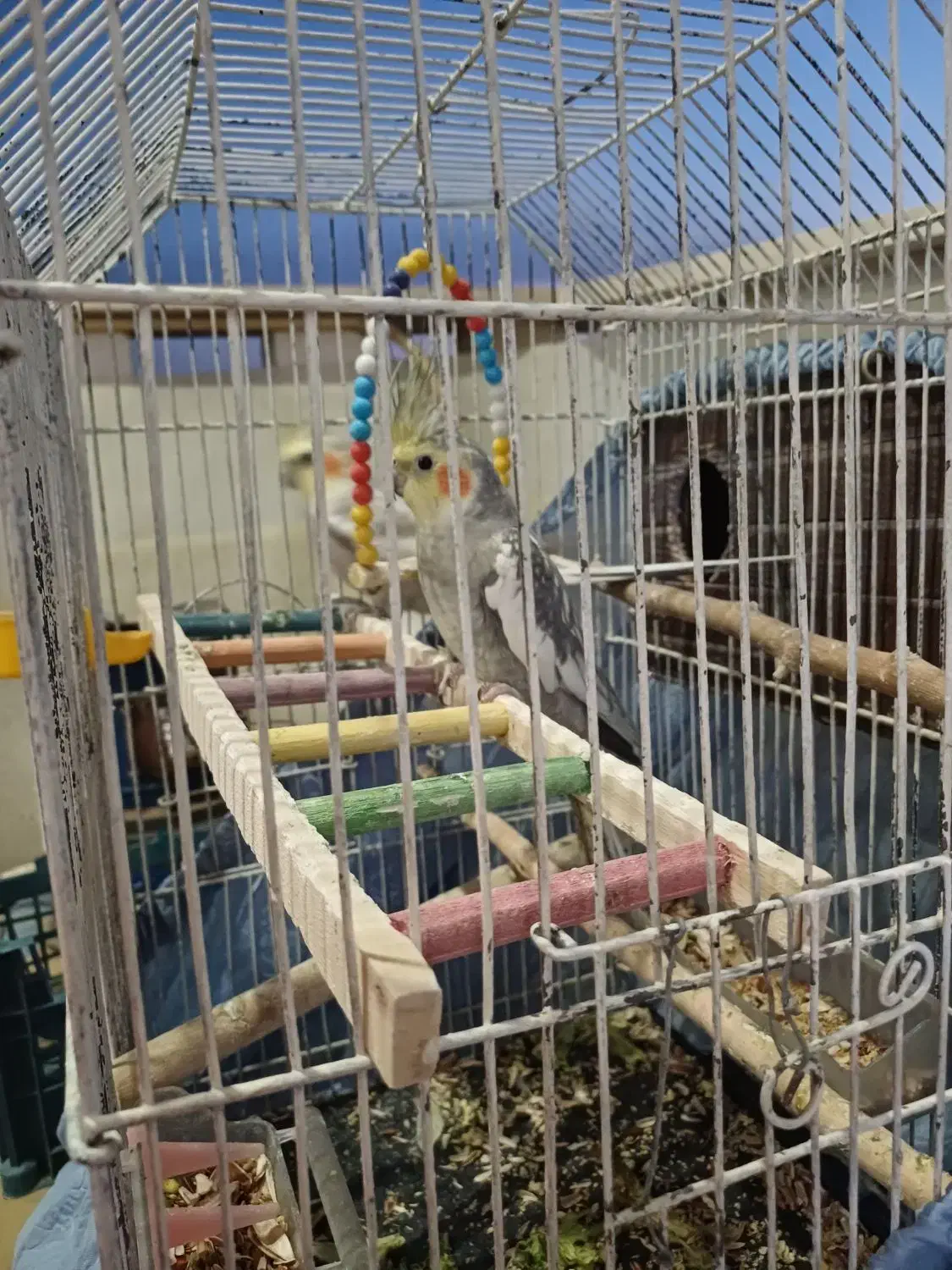 یه جفت عروس هلندی|پرنده|گلستان (تهران), |دیوار