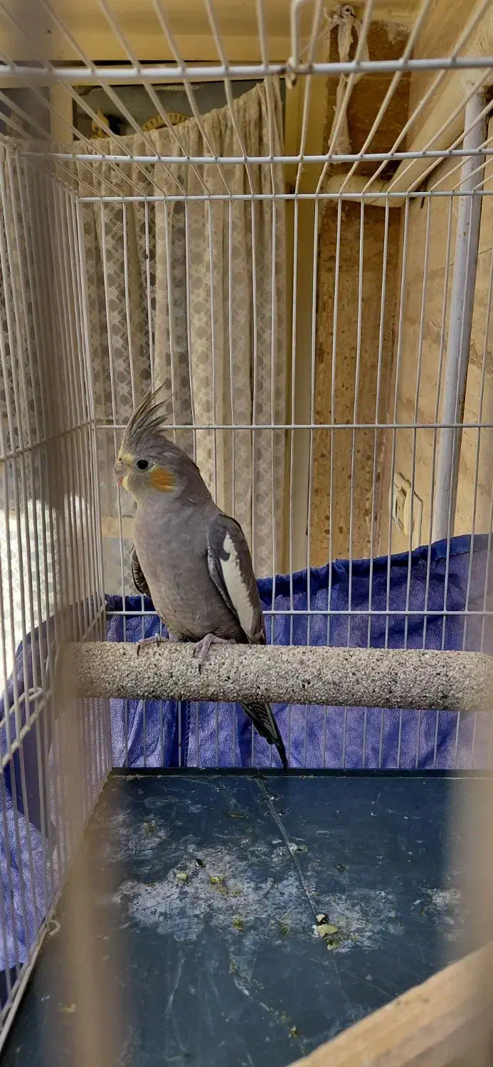 پرنده|پرنده|مشهد, جاهد شهر|دیوار