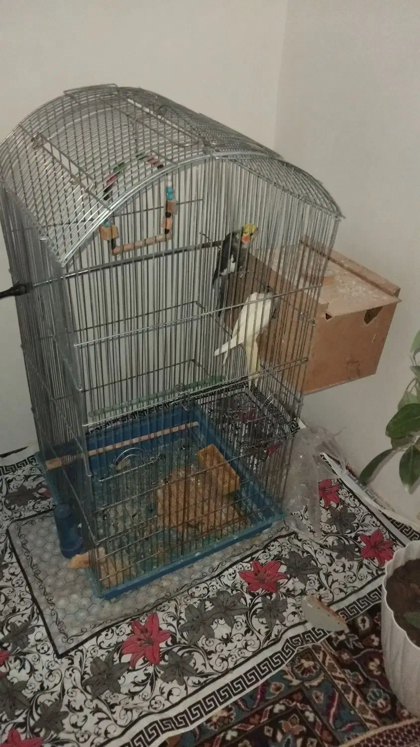 عروس هلندی باجفت جوجه دون خور|پرنده|چالدران, |دیوار