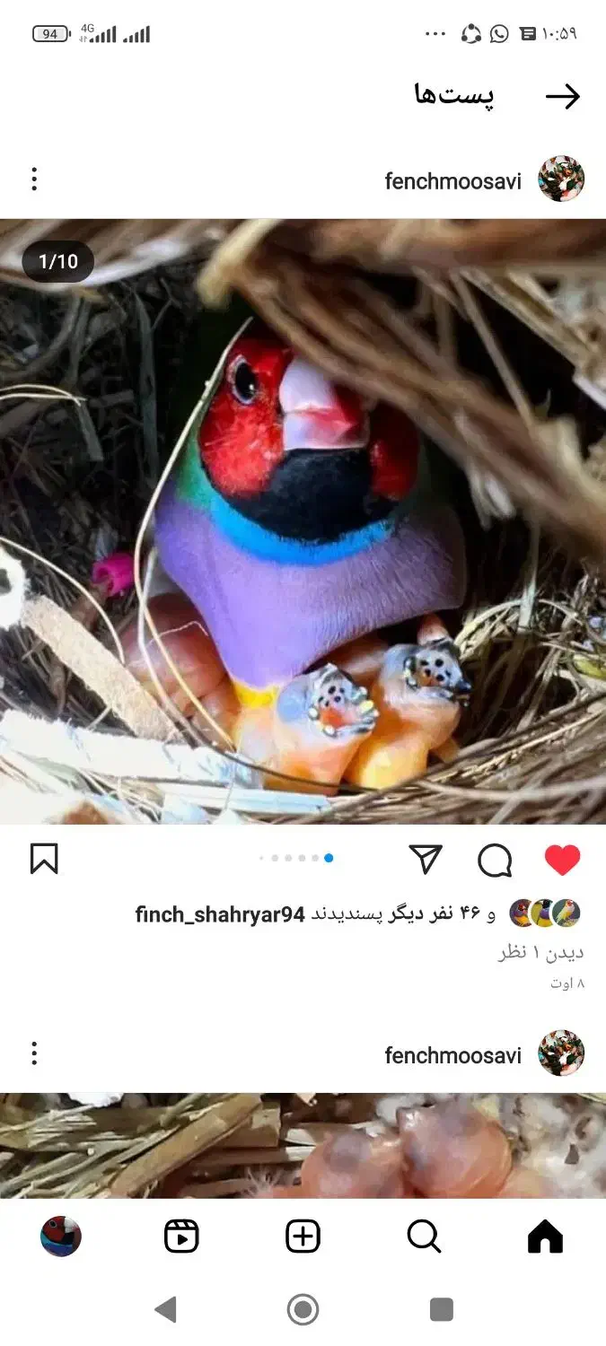 گلدین بالغ جفت جوجه موجود است|پرنده|رشت, آتشگاه|دیوار