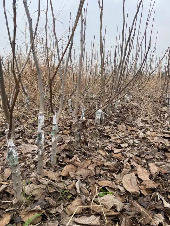 نهال گردو فرنور و چندلر|خدمات باغبانی و درختکاری|سرخنکلاته, |دیوار