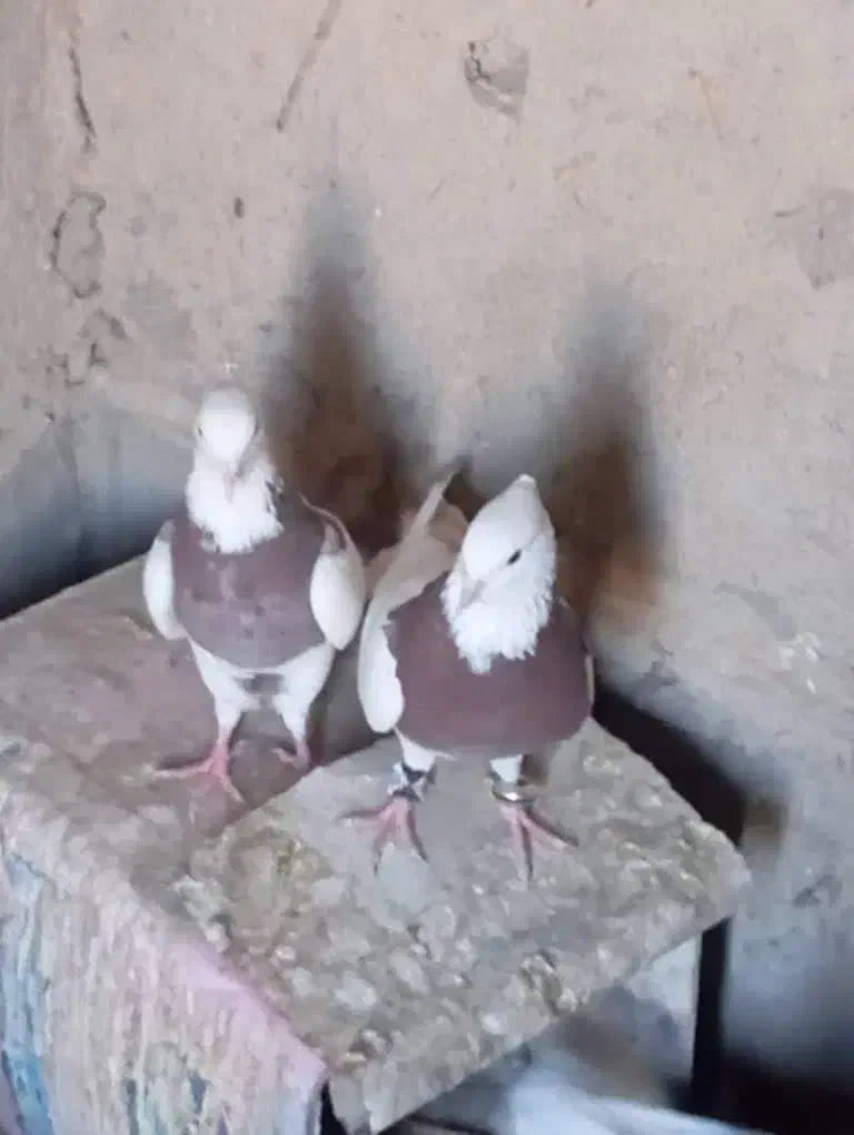 باسلام کبوتر طوقی نر ماده|پرنده|جزنیک, |دیوار