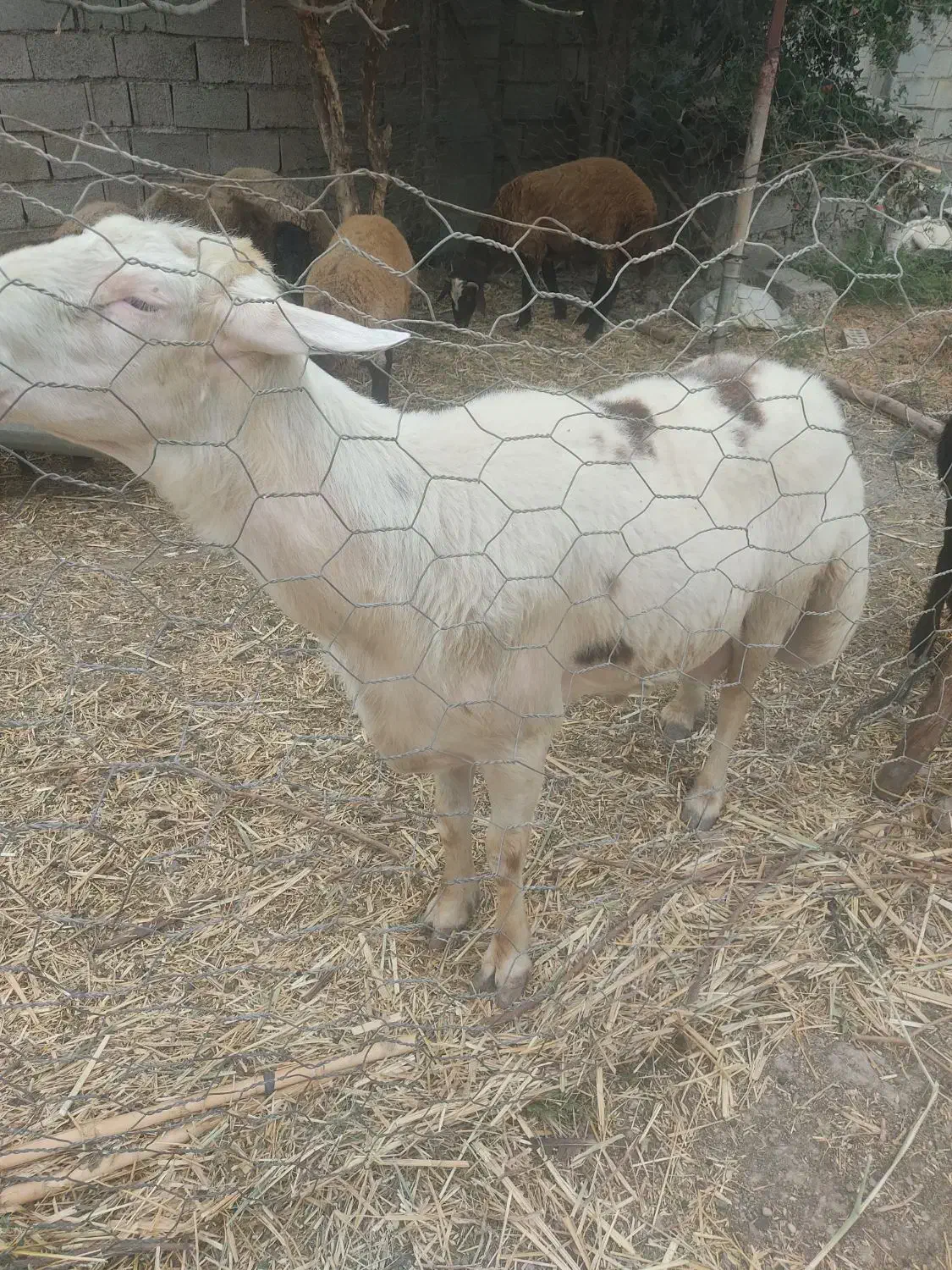 قوچ جوان تیزران|حیوانات مزرعه|گنبد کاووس, |دیوار