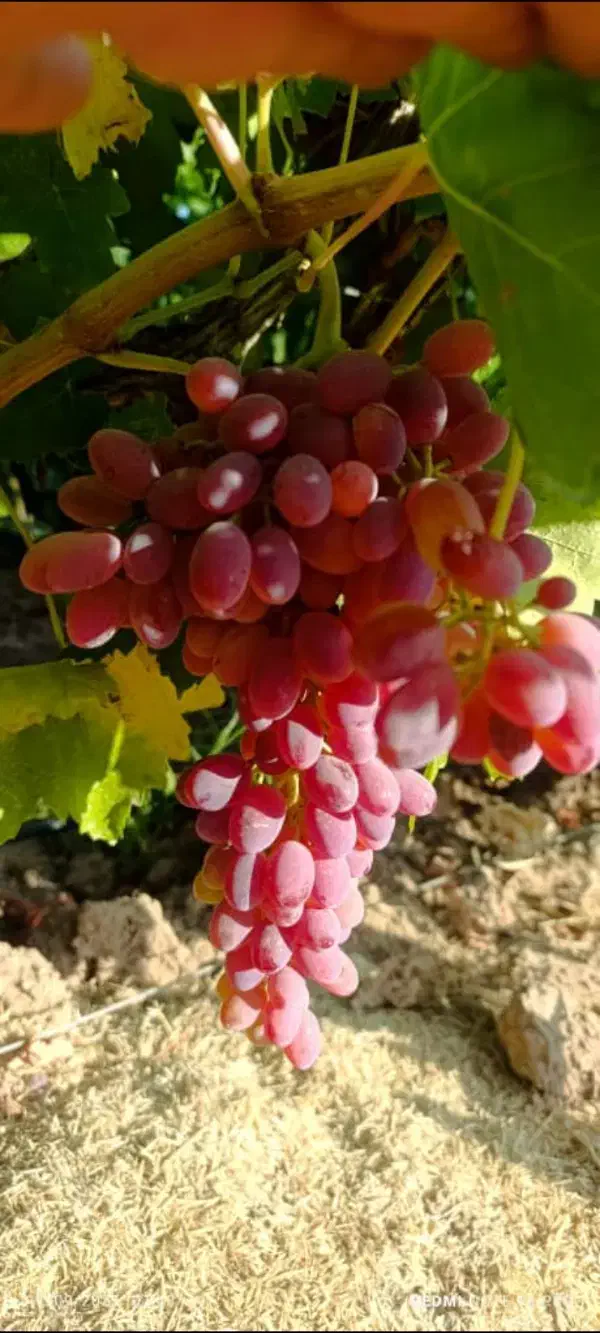 نهال انگورخوشه طلایی|خدمات باغبانی و درختکاری|تاکستان, |دیوار