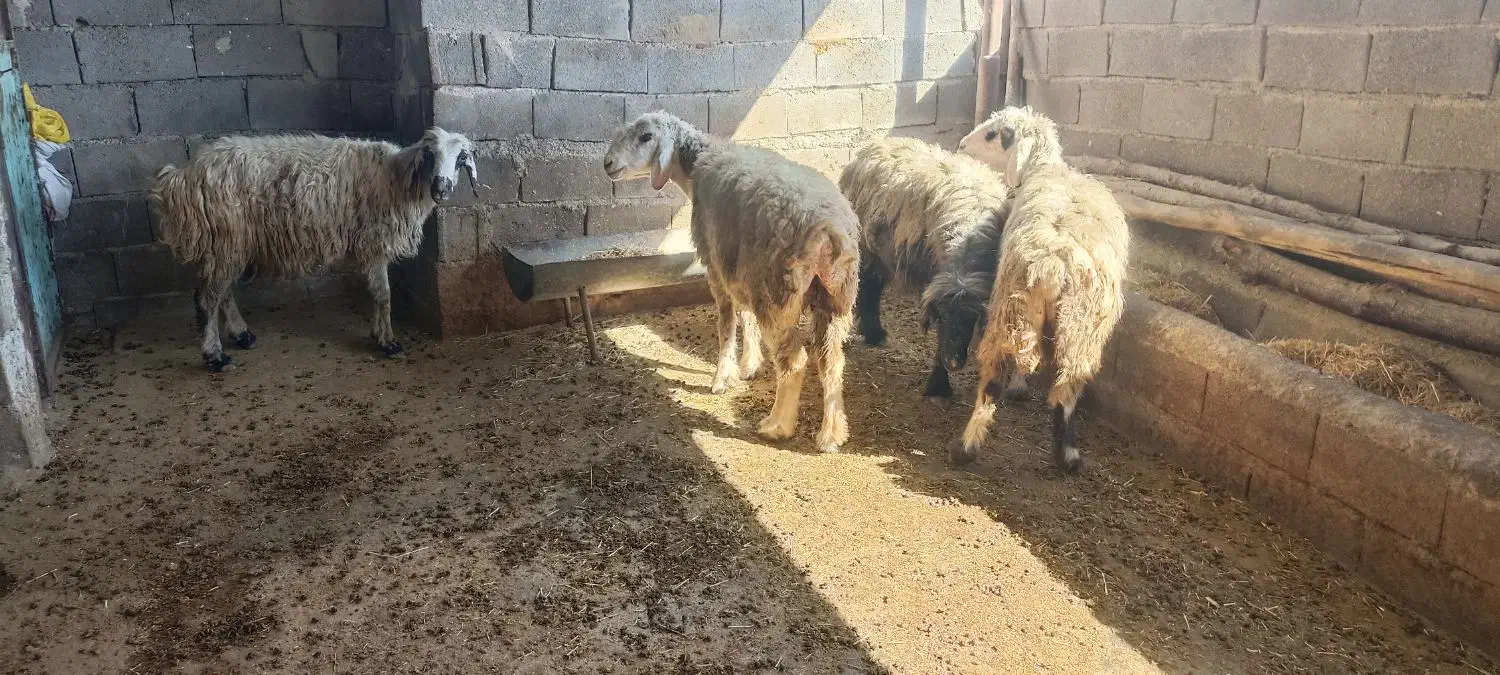 4 راس میش نژاد خوب آبستن|حیوانات مزرعه|دهدشت, |دیوار