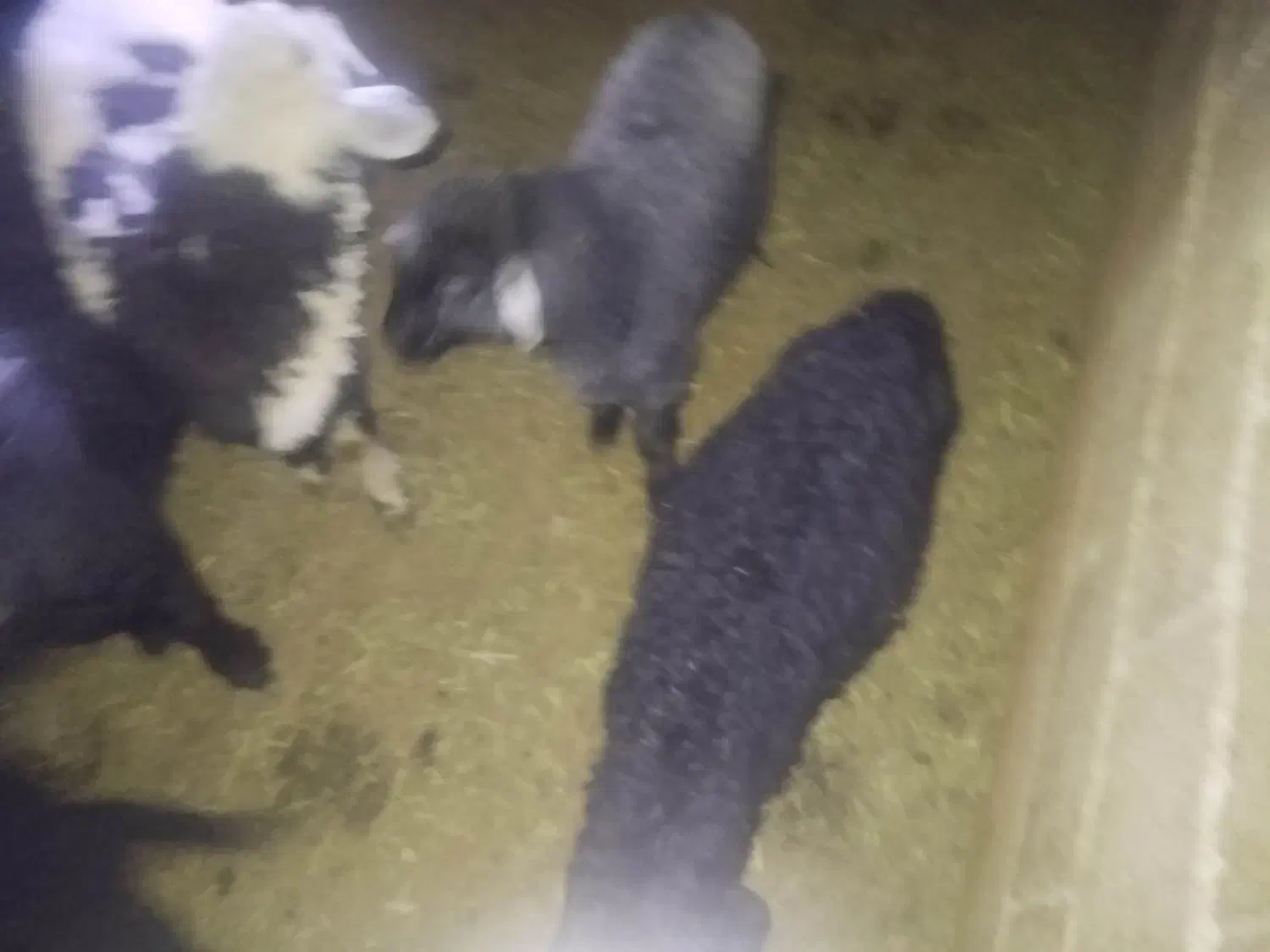 6 عدد بره 1 کهره|حیوانات مزرعه|داراب, |دیوار