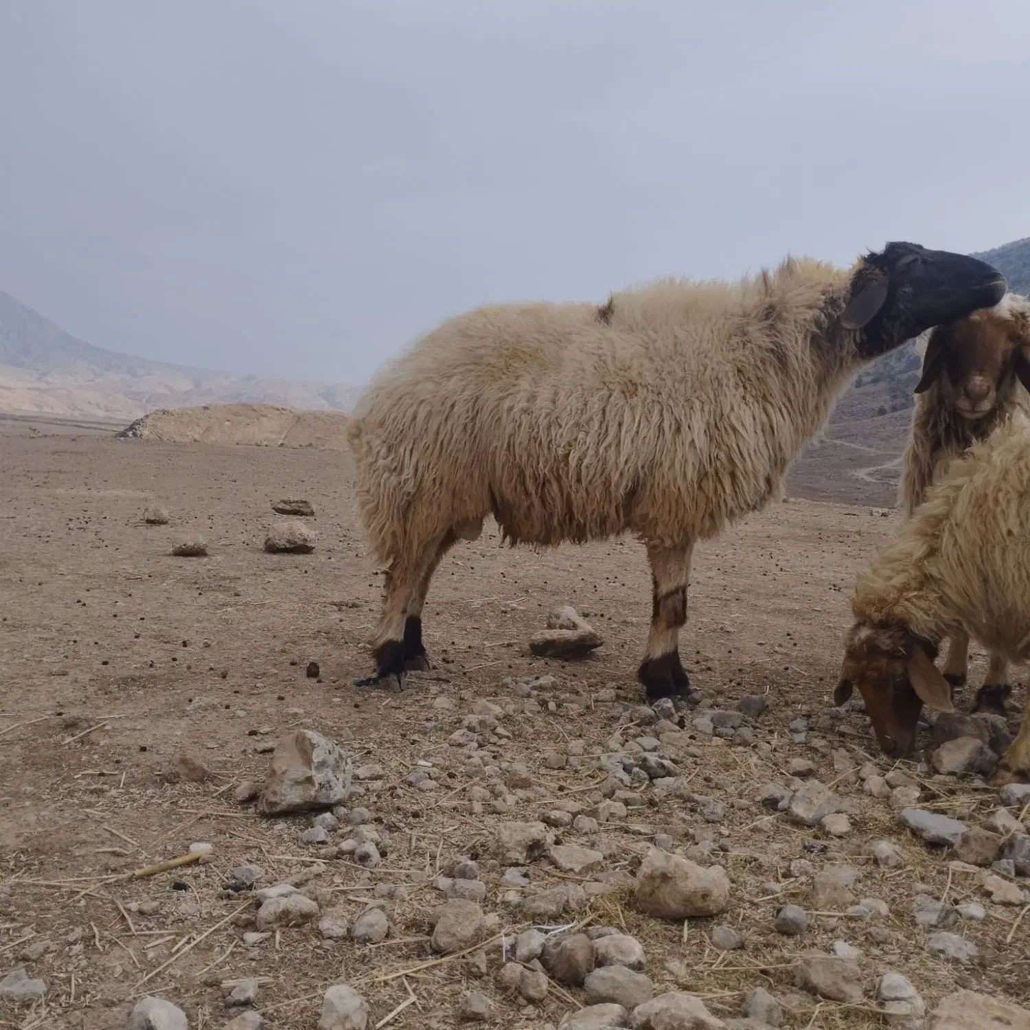 قوچ دو ساله|حیوانات مزرعه|سیروان, |دیوار