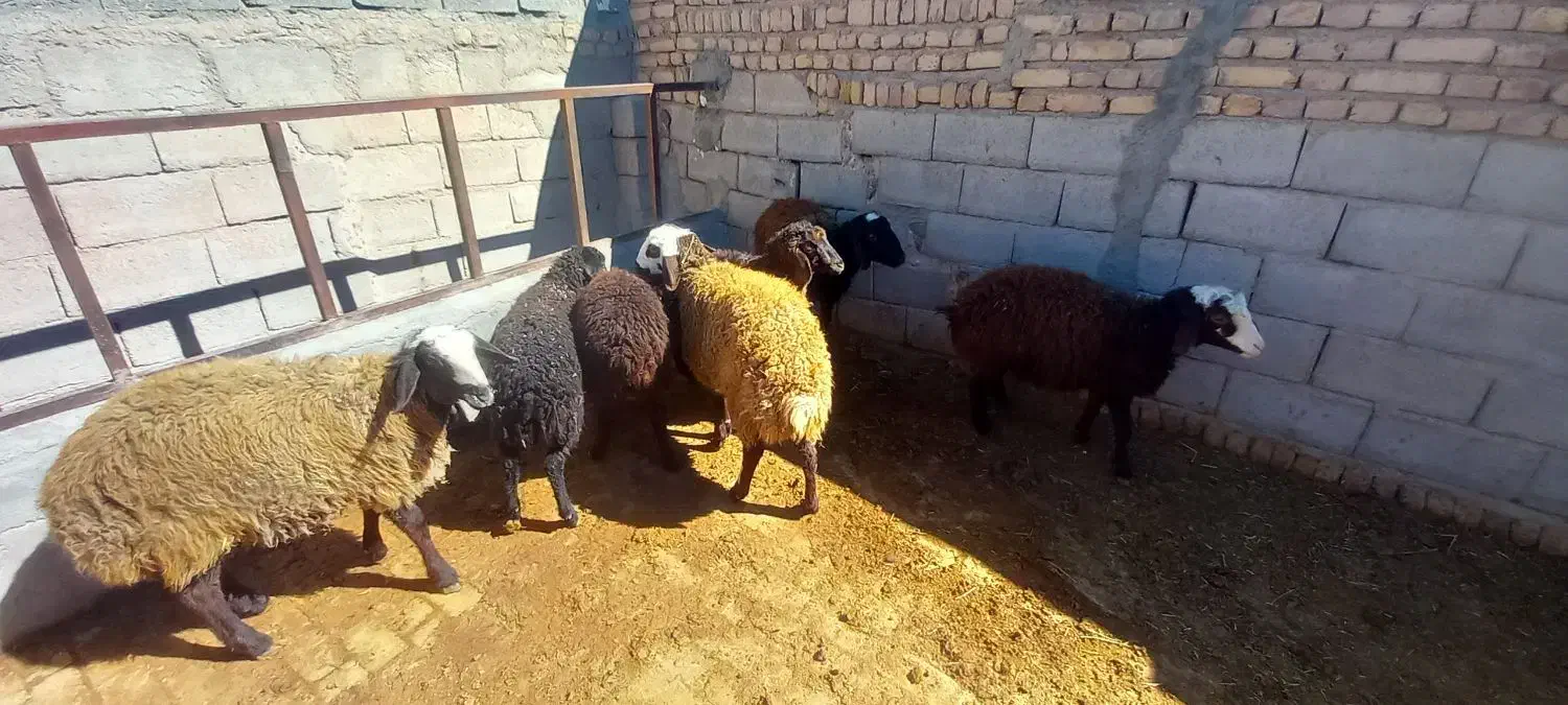 بره|حیوانات مزرعه|بوئین زهرا, |دیوار