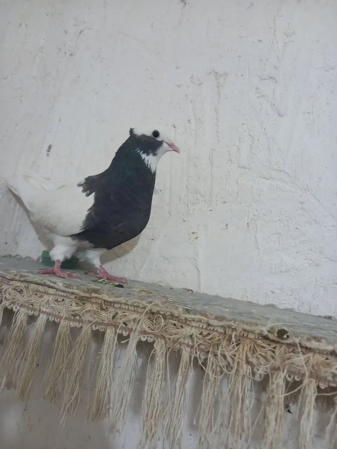 کبوتر|پرنده|فسا, |دیوار