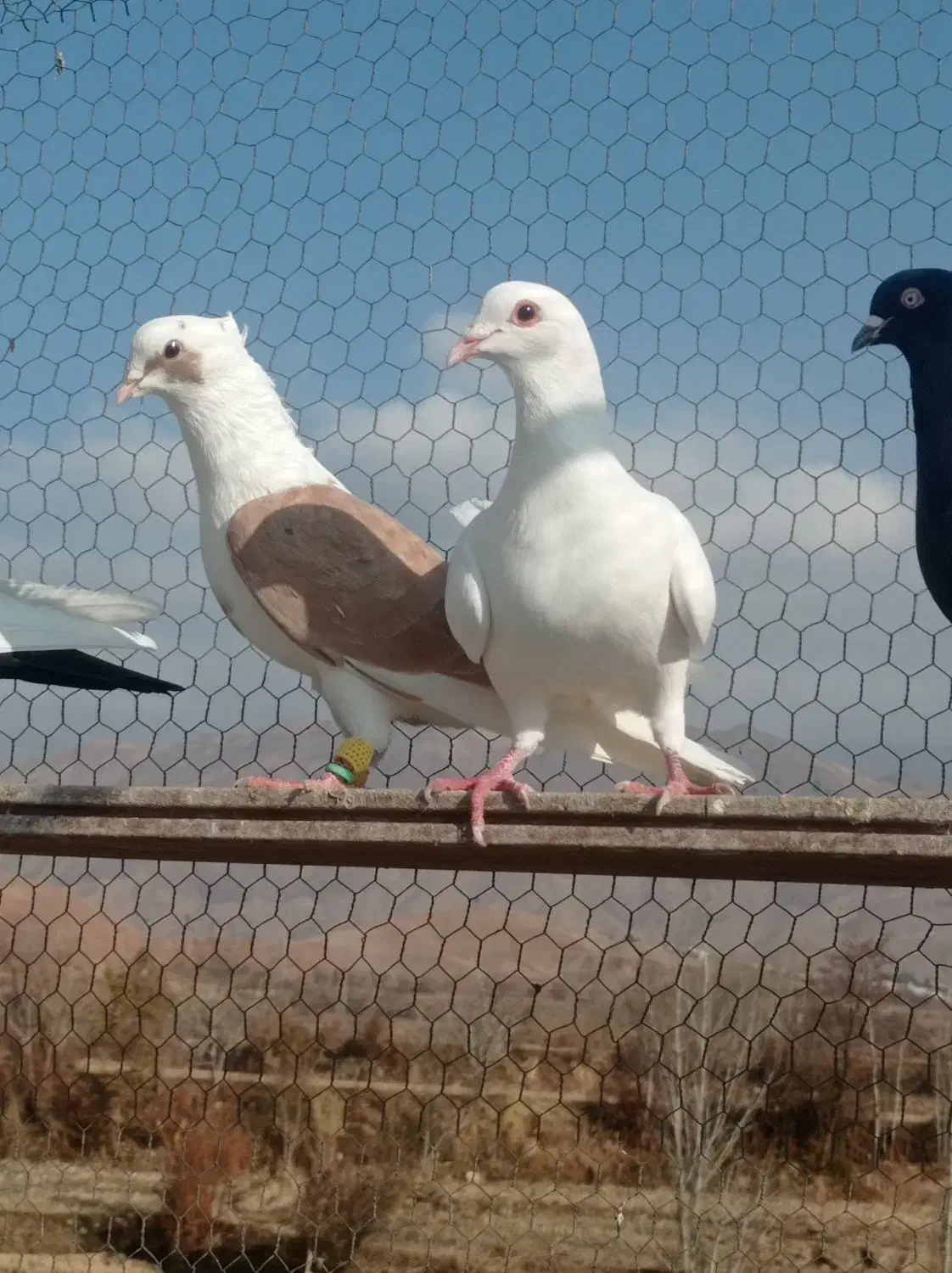 کفتر|پرنده|قزوین, |دیوار