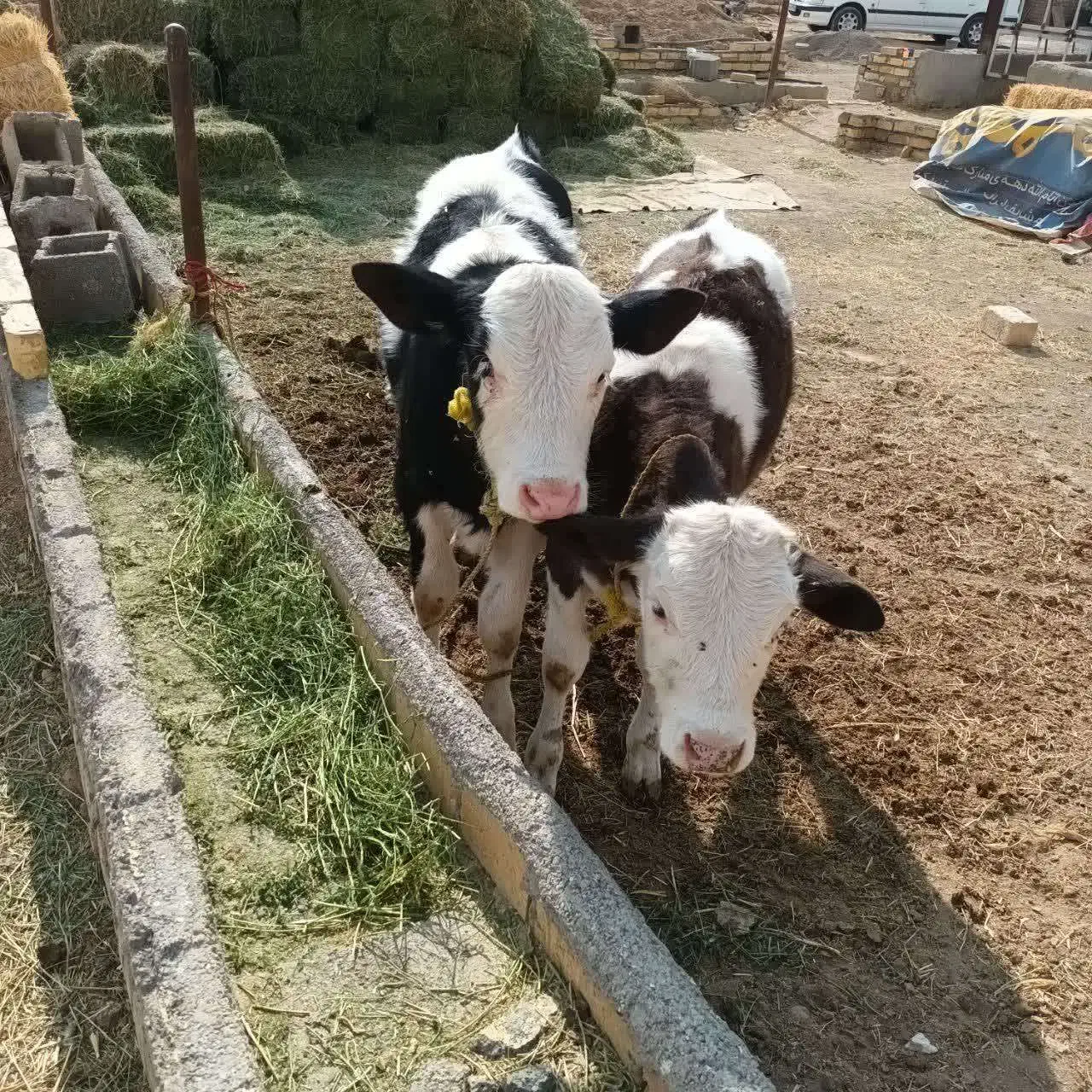 گوساله|حیوانات مزرعه|معصومیه, |دیوار