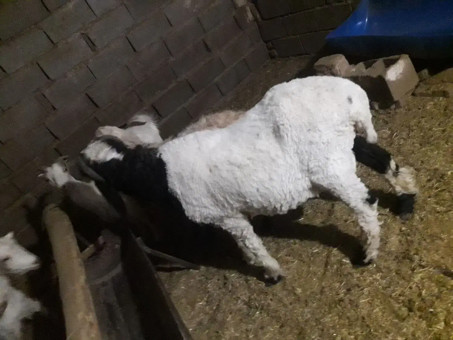 بره و کره|حیوانات مزرعه|رفسنجان, |دیوار