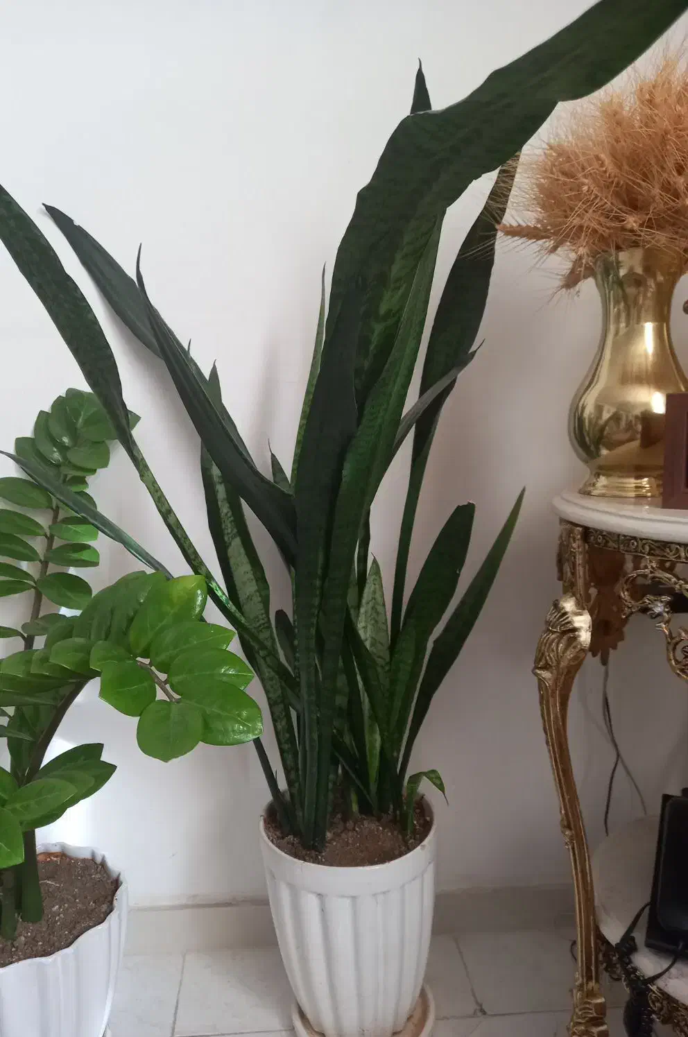 تعدادی گل طبیعی|گل و گیاه طبیعی|قم, بلوار امین و ساحلی|دیوار