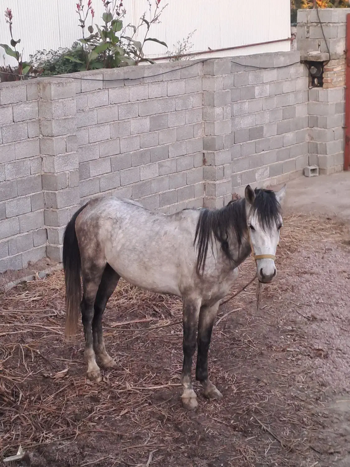 اسب نژاد کورد|اسب و تجهیزات اسبسواری|لاهیجان, آهندان|دیوار