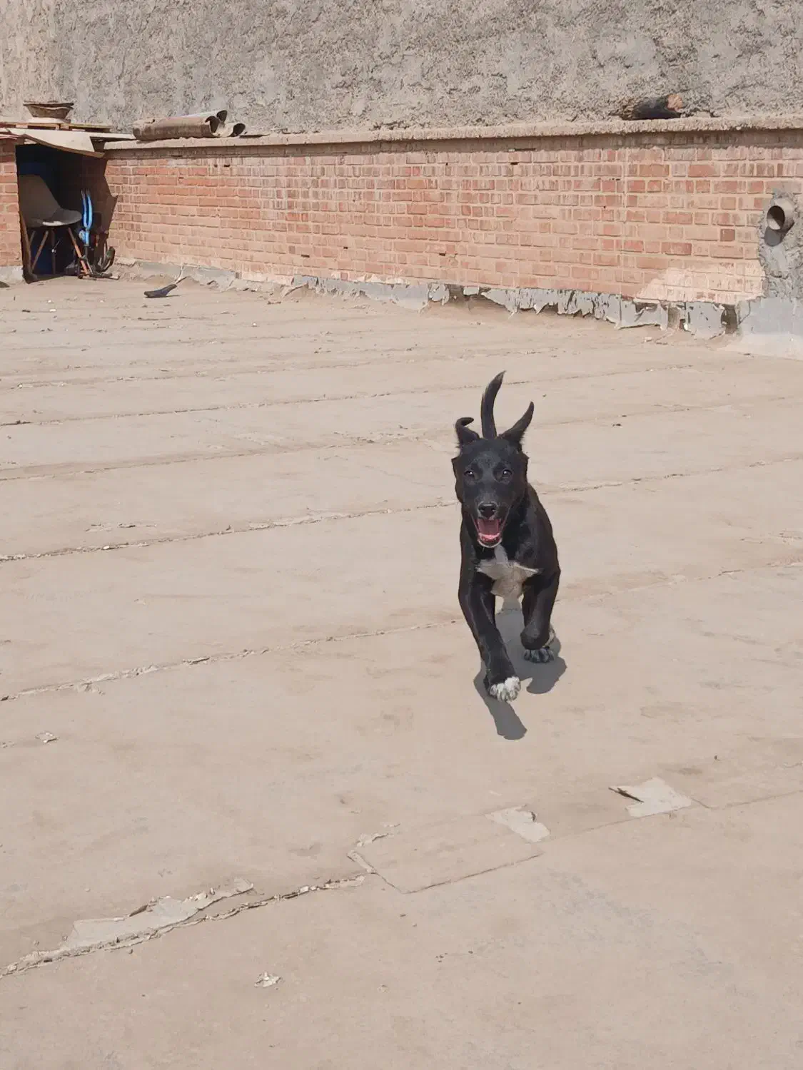 پیتبول|سگ|اهواز, طالقانی|دیوار