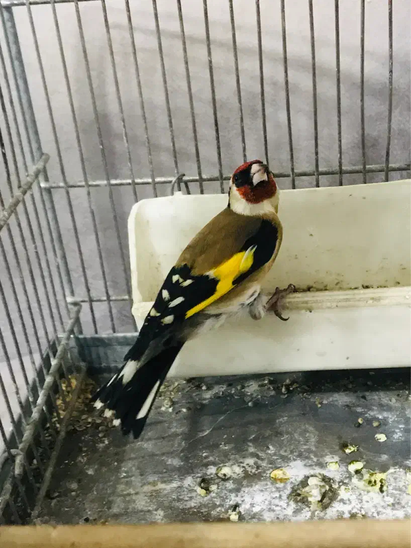 جوجه سهره رسمی پایزه|پرنده|پاکدشت, پاکدشت (مامازند)|دیوار