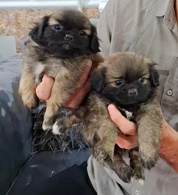 توله سگ|سگ|مسجد سلیمان, |دیوار