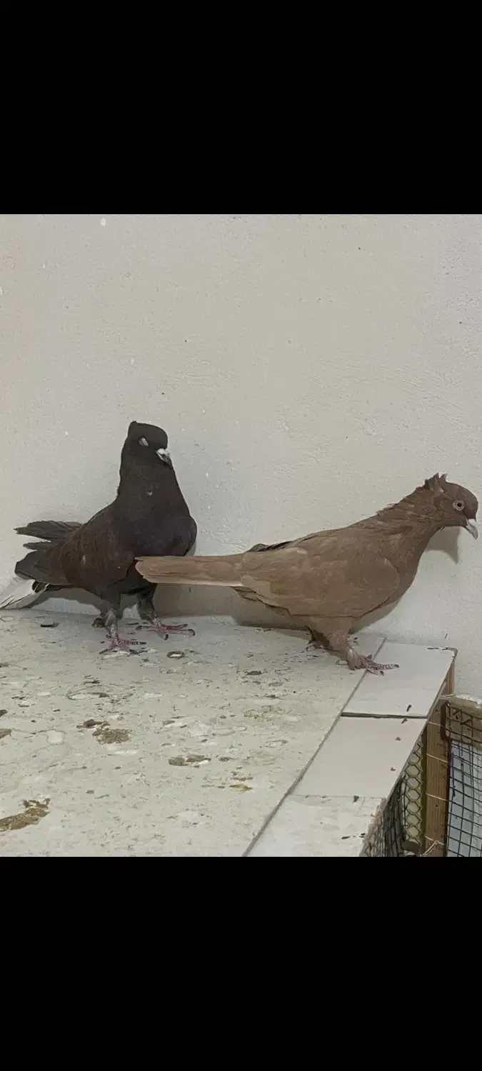 کبوتر پرنده|پرنده|شیراز, فرهنگیان|دیوار