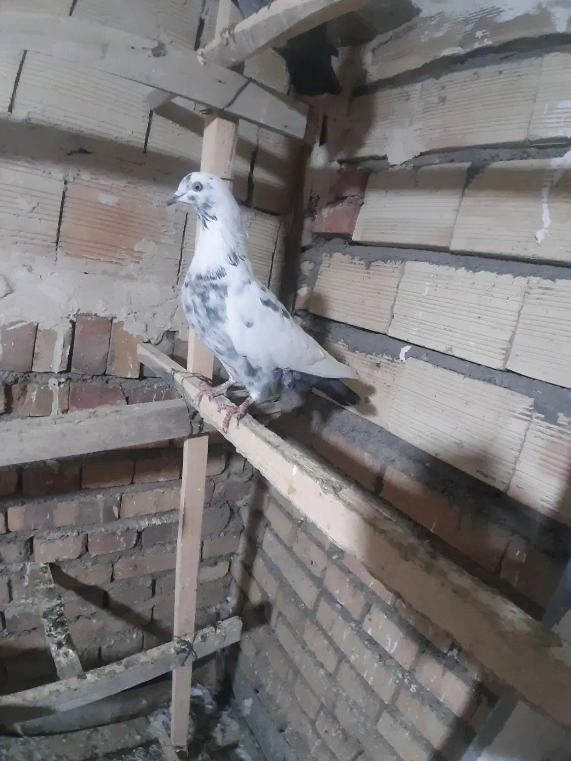 کبوتر پرشی|پرنده|خوی, |دیوار