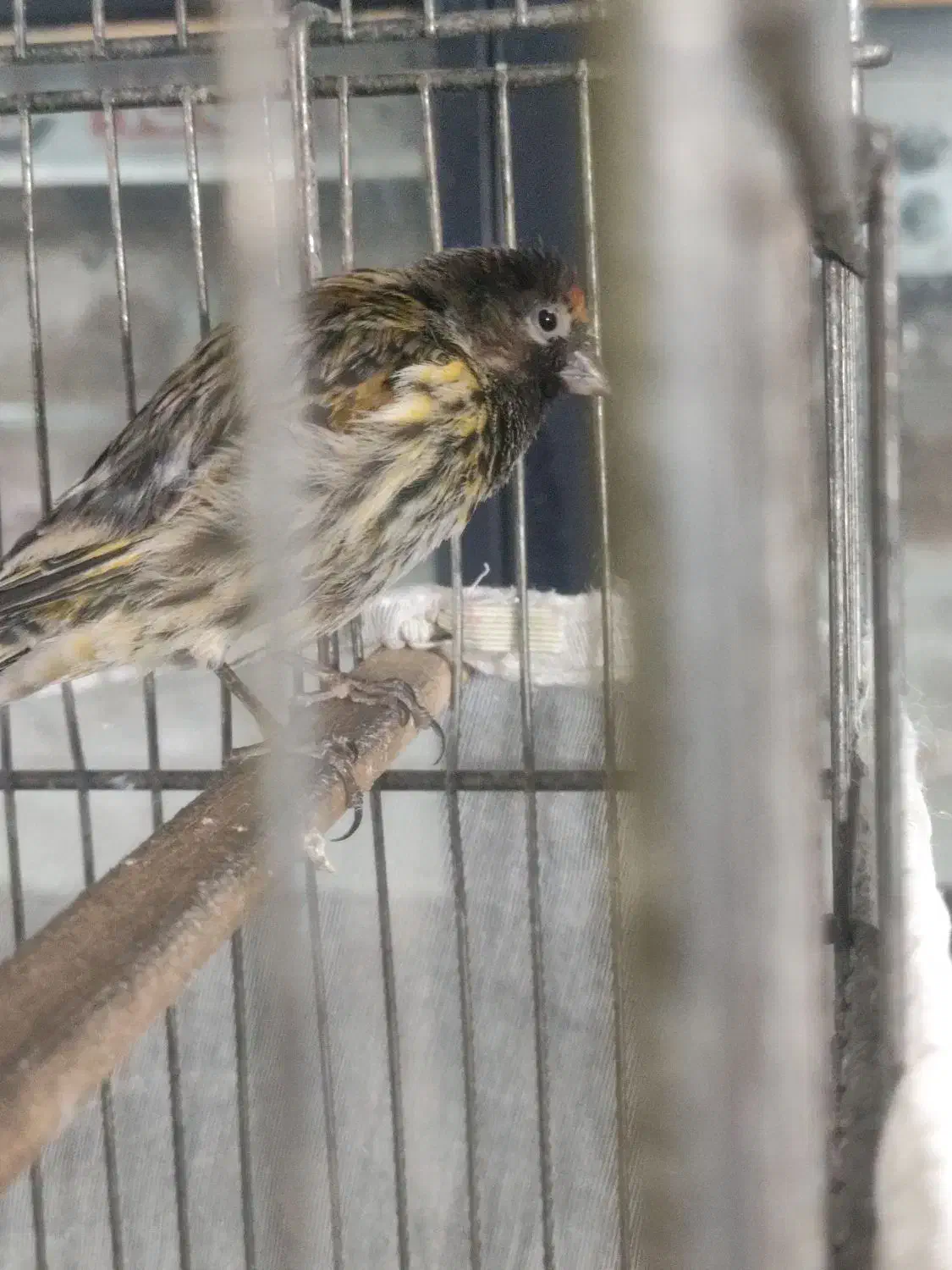 سهره قناری و دو عدد گلبسر|پرنده|تهران, جابری|دیوار