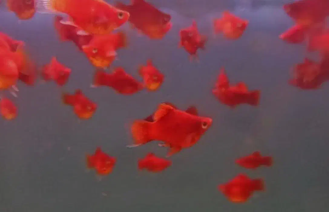 پلاتی خونی و گوپی|ماهی|یزد, |دیوار