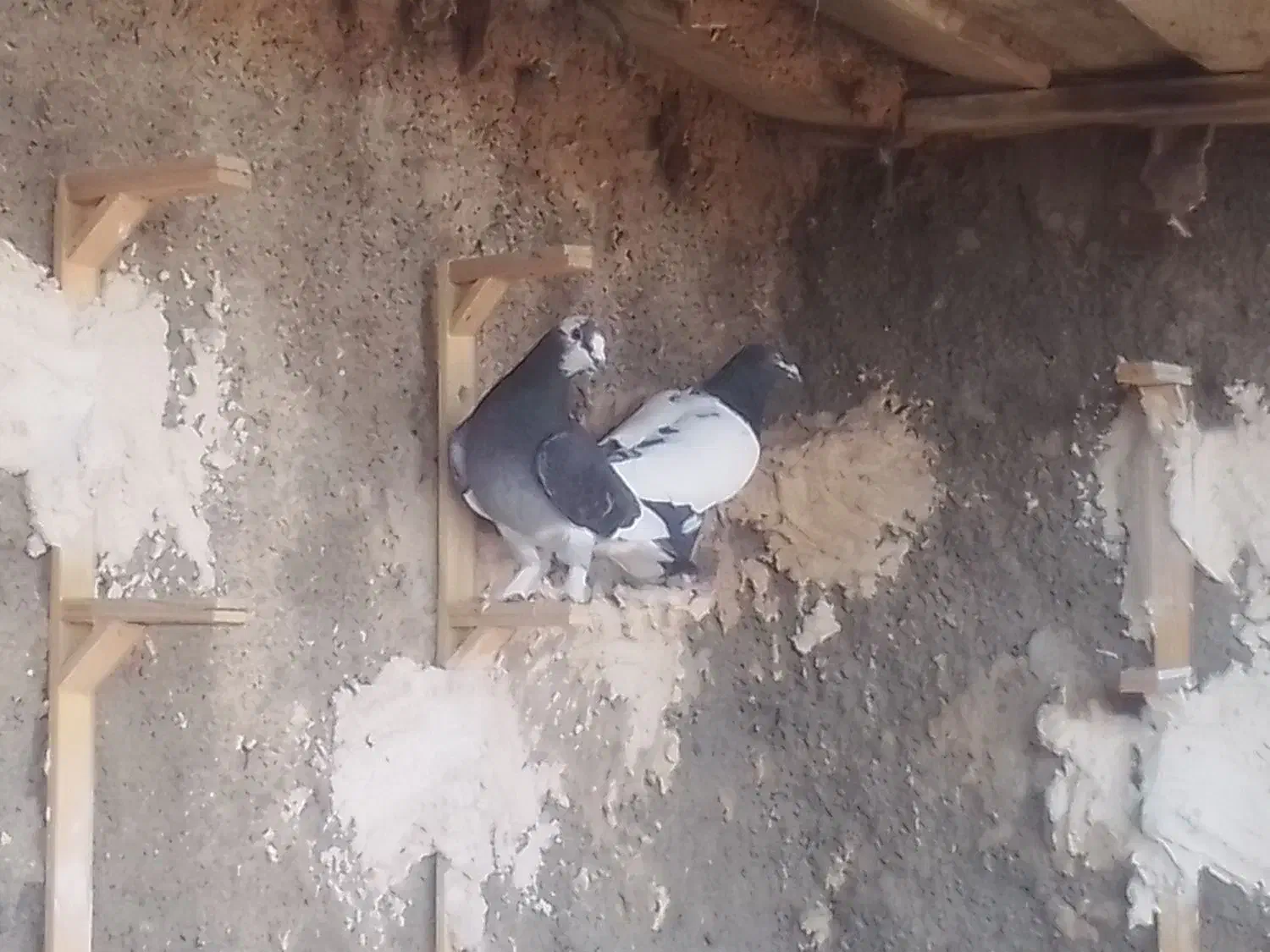 9تاکفترماده پرشی|پرنده|آبکوه, |دیوار