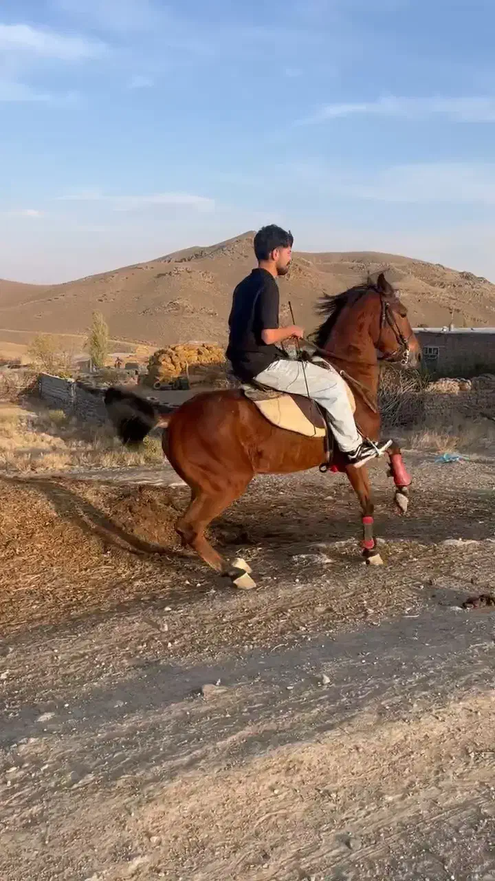 کره نریان گرد|اسب و تجهیزات اسب‌سواری|تهران, اباذر|دیوار