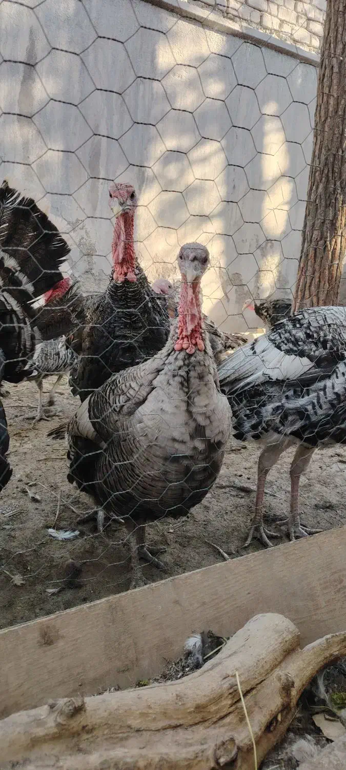 بوقلمون|حیوانات مزرعه|ساوه, |دیوار