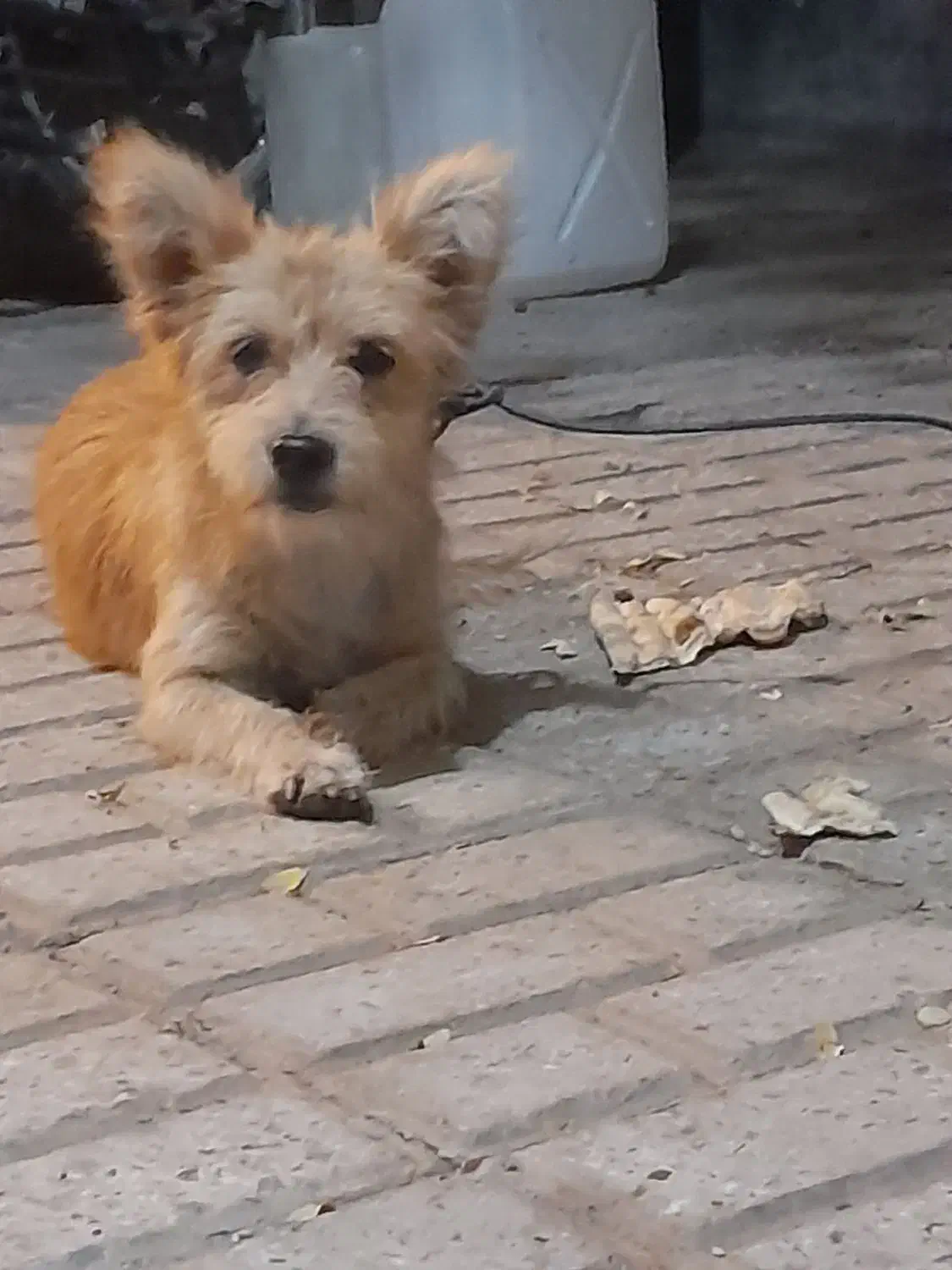 سگ پا کوتاه نر، ماده|سگ|سربیشه, |دیوار