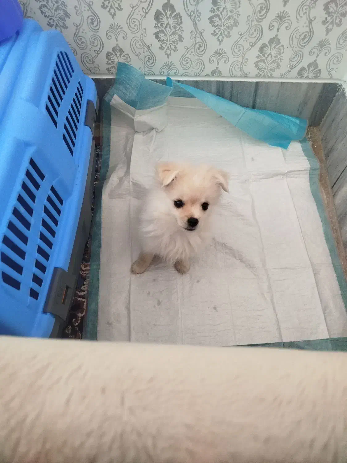 سگ پامر اشپیتز|سگ|شیراز, شهرک گلستان|دیوار