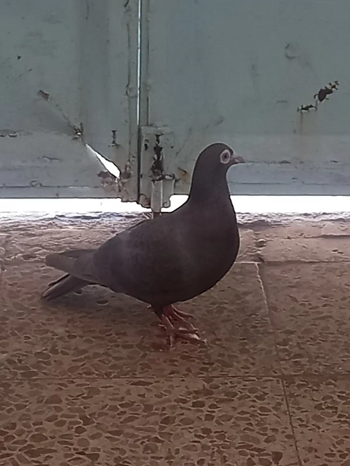 کبوتر|پرنده|اهواز, منبع اب|دیوار