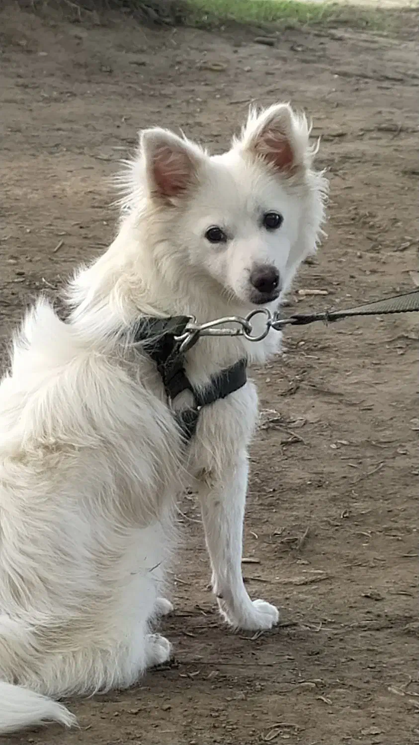 سگ پا کوتاه|سگ|لاهیجان, بازکیاگوراب|دیوار