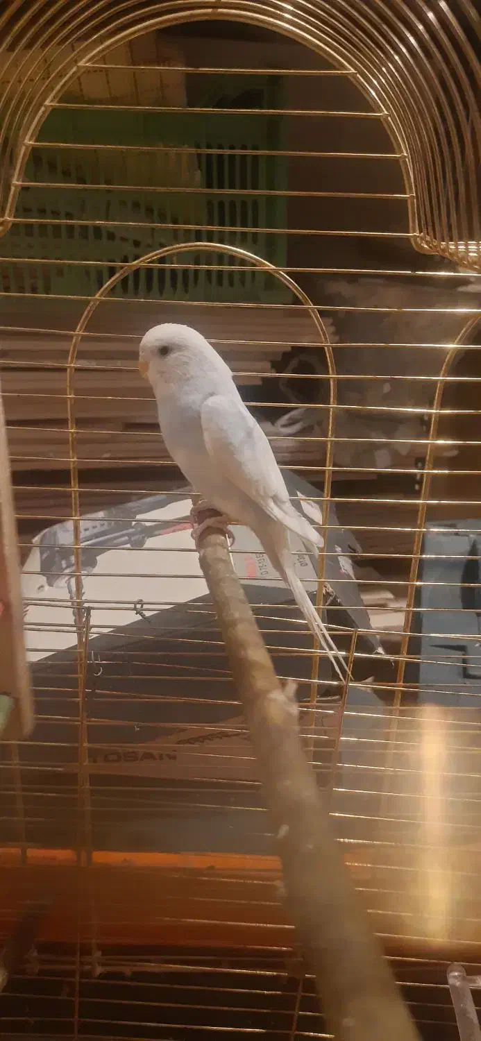 مرغ عشق|پرنده|دماوند, گیلاوند|دیوار