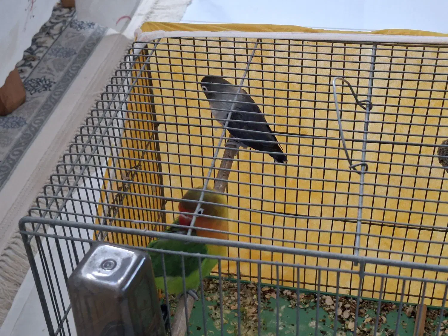 طوطی برزیلی|پرنده|اصفهان, جلالیه|دیوار