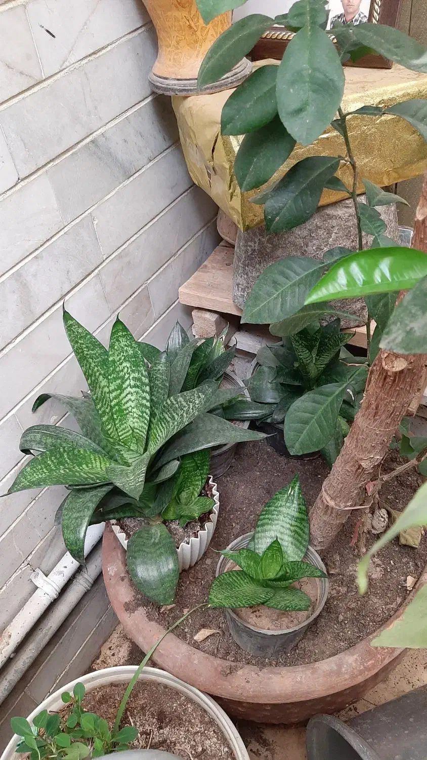 همه گلدون ها باهم فقط ۳ تومن|گل و گیاه طبیعی|اصفهان, سرچشمه|دیوار