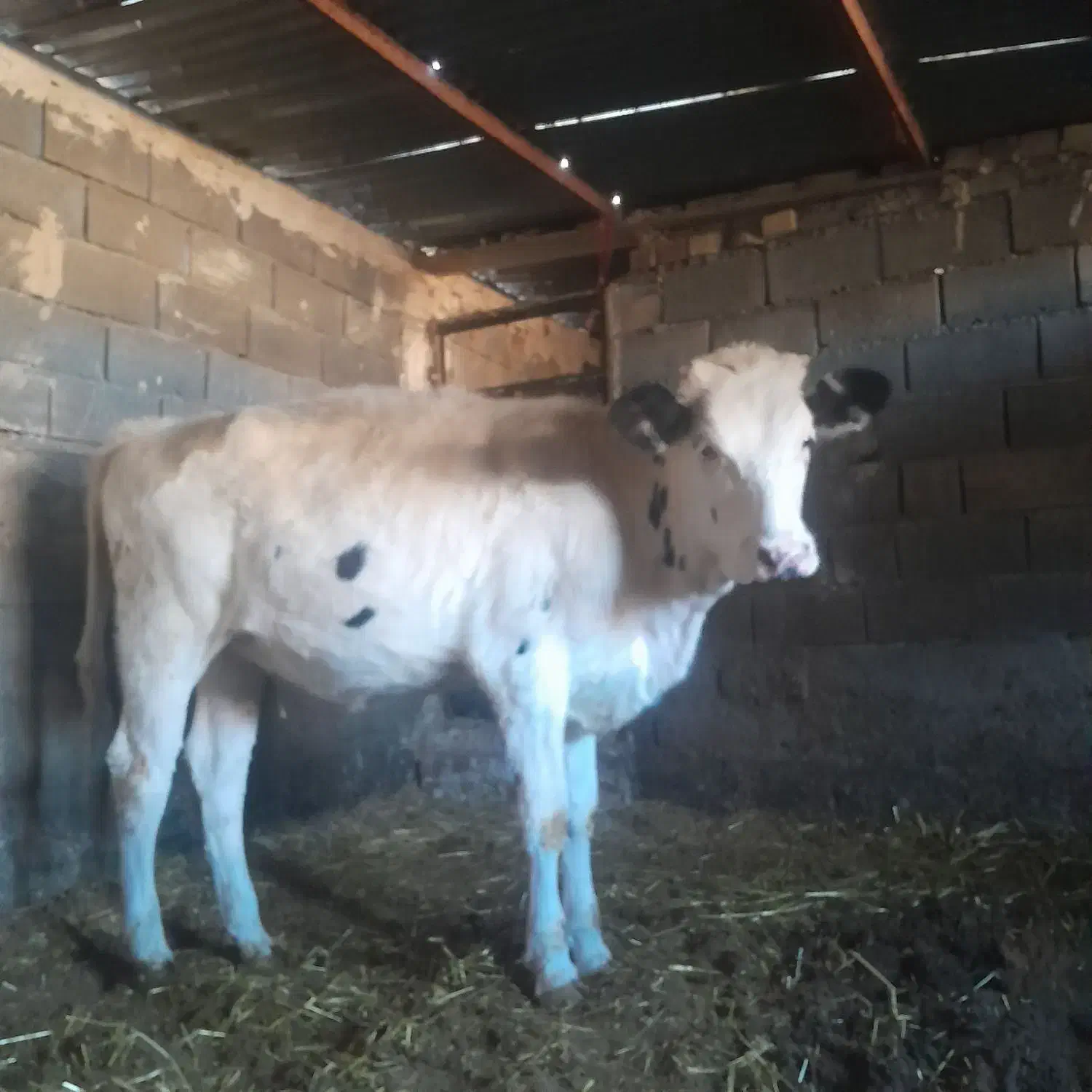 گاو|حیوانات مزرعه|تربت جام, شهرک آزادگان|دیوار