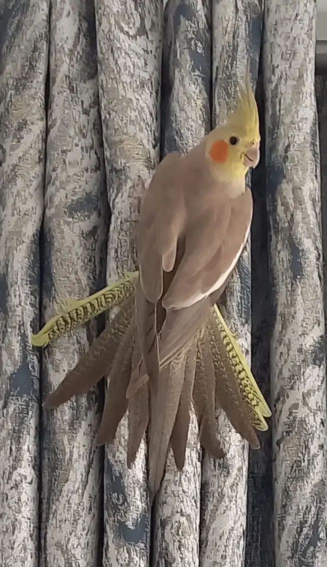 عروس هلندی آهویی|پرنده|کردکوی, |دیوار