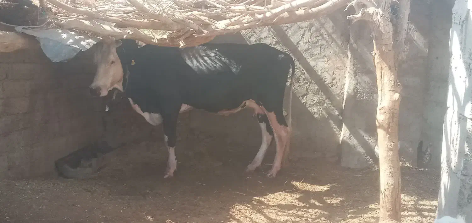 گاو خارجی ابست همرا با گوساله ماده|حیوانات مزرعه|زابل, |دیوار