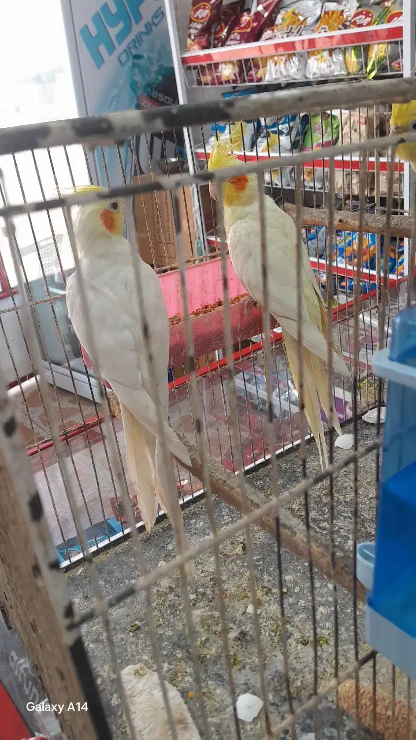 اهواز ج کوت عبدلله|پرنده|کارون, |دیوار