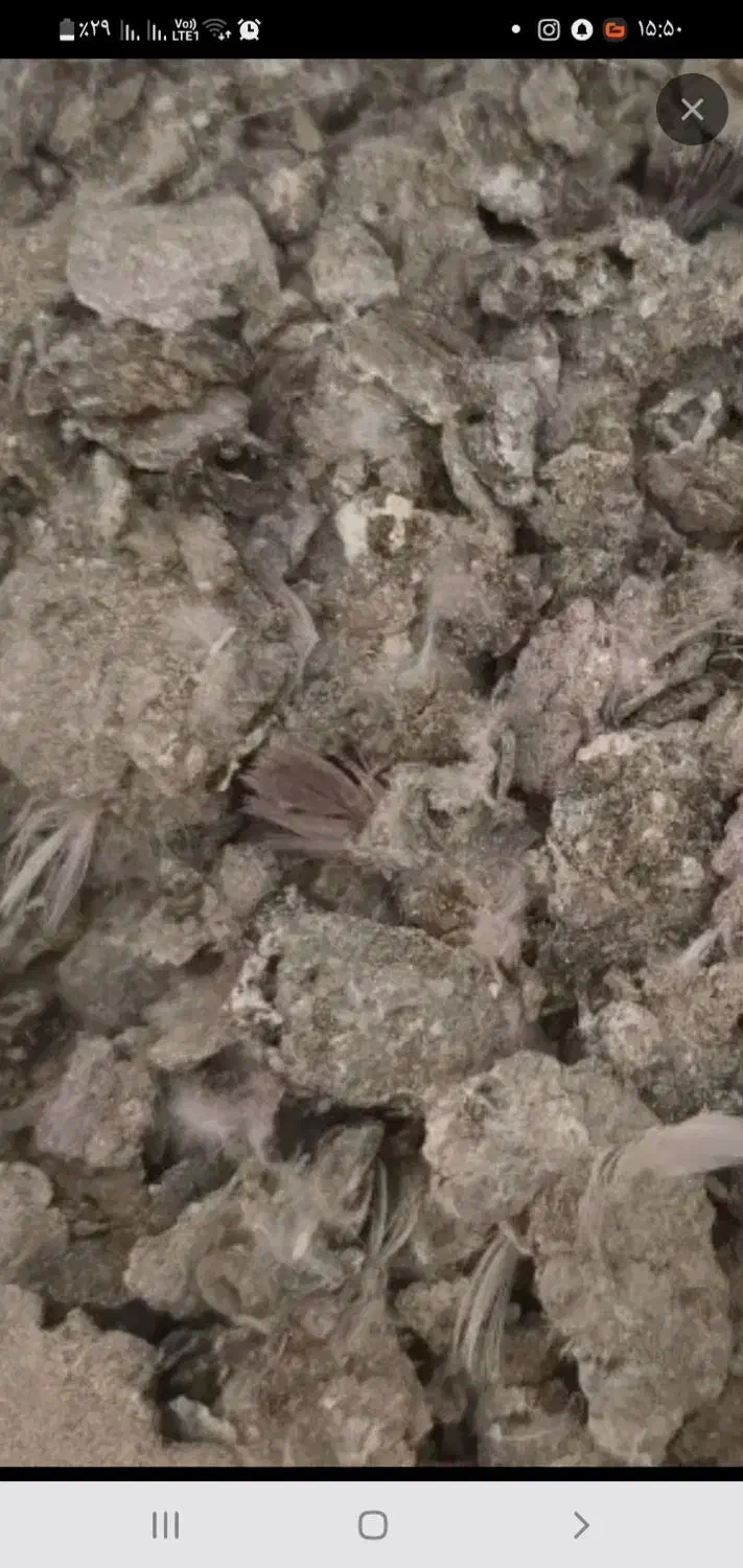 کود کبوتر|گل و گیاه طبیعی|ابهر, |دیوار