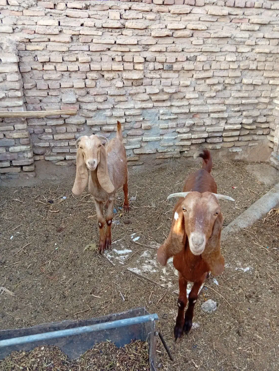 بز پاکستانی جوان سرحال جنس چند قل زا شیرا|حیوانات مزرعه|کرمان, |دیوار